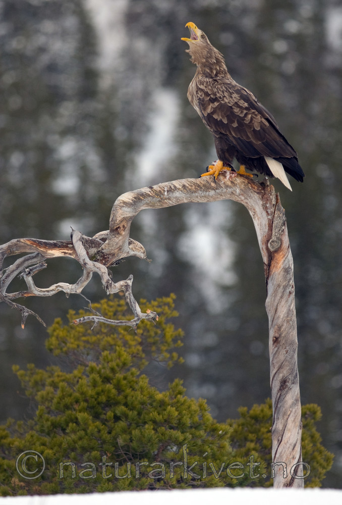 BB 09 0066 / Haliaeetus albicilla / Havørn