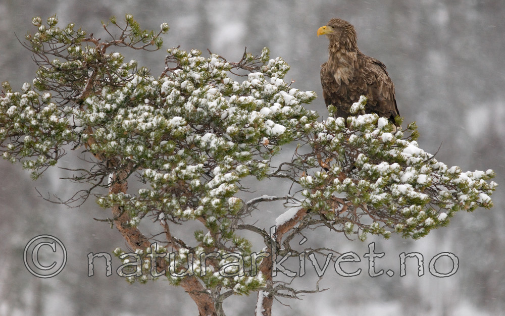 BB 09 0069 / Haliaeetus albicilla / Havørn