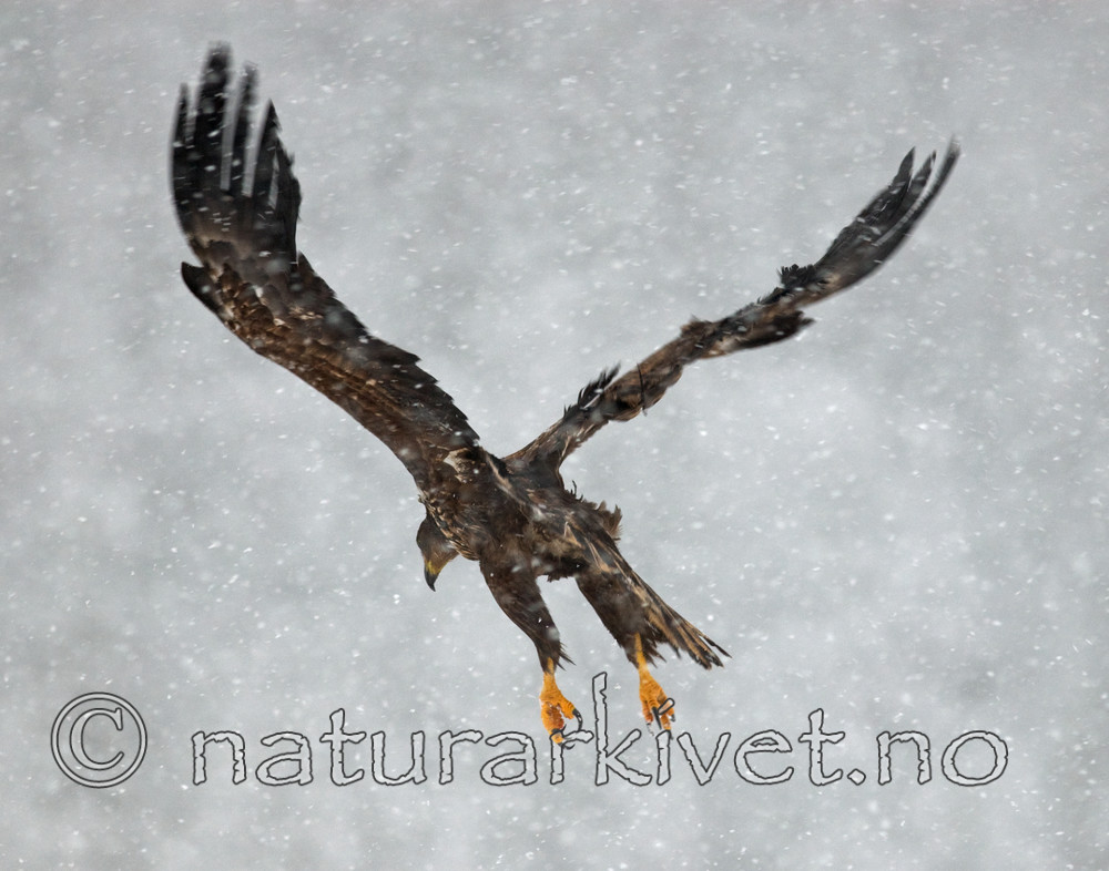 BB 09 0071 / Haliaeetus albicilla / Havørn