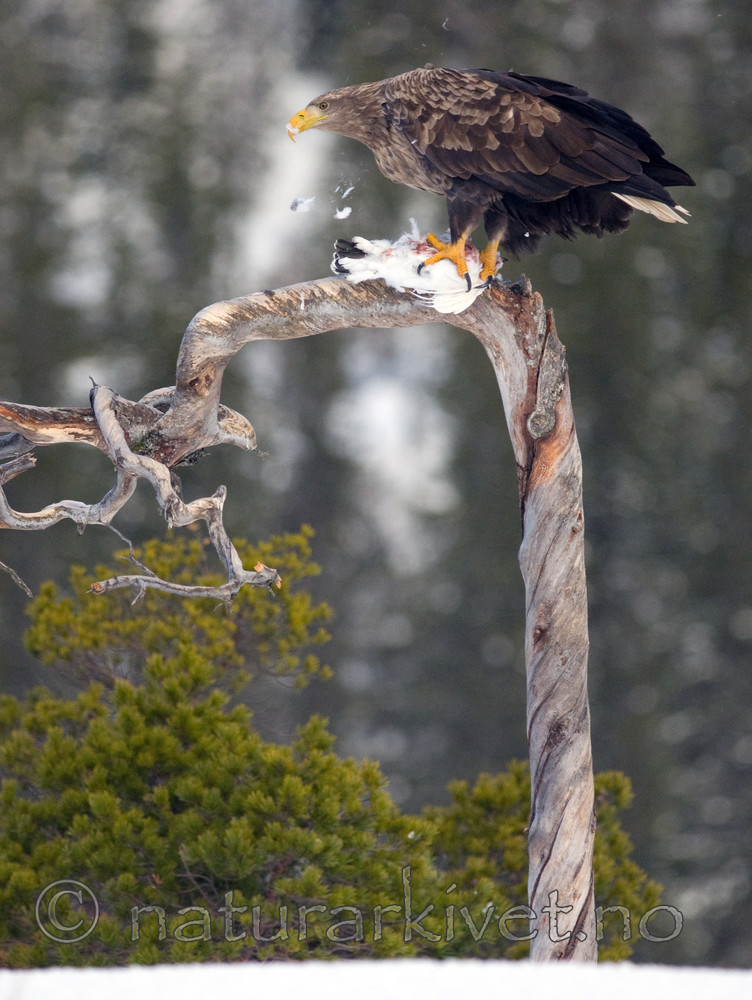 BB 09 0076 / Haliaeetus albicilla / Havørn <br /> Lagopus muta / Fjellrype
