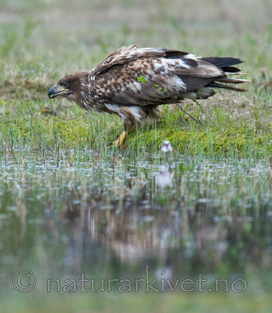 BB 09 0077 / Haliaeetus albicilla / Havørn