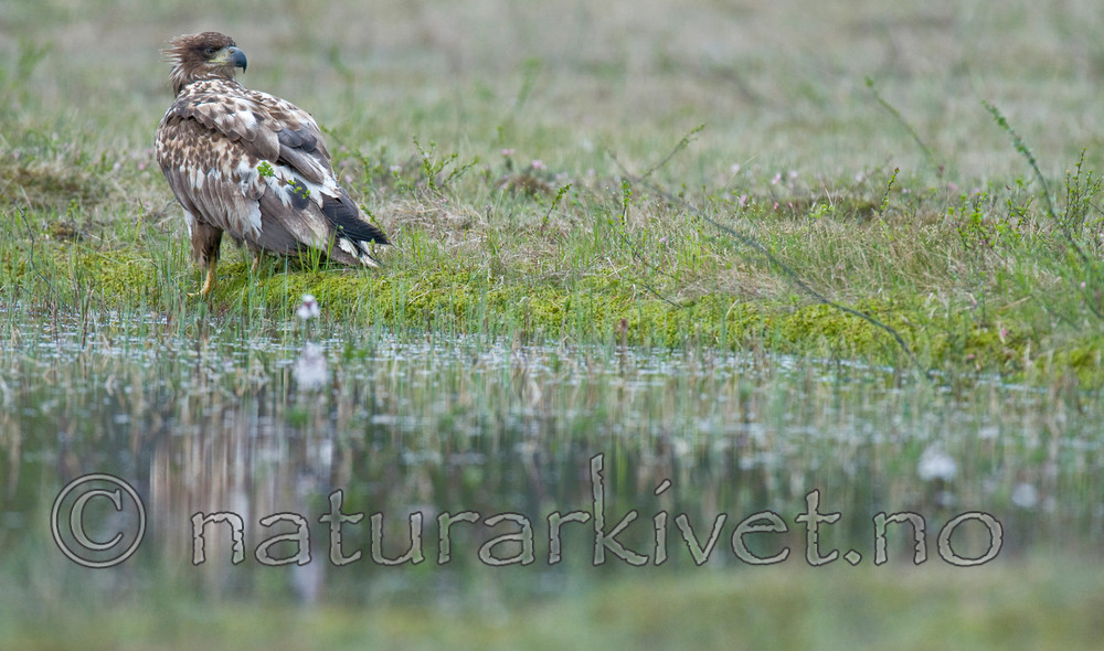 BB 09 0079 / Haliaeetus albicilla / Havørn