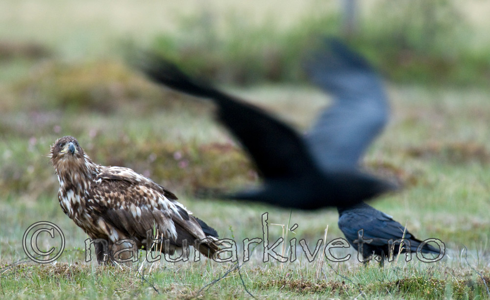 BB 09 0085 / Corvus corax / Ravn <br /> Haliaeetus albicilla / Havørn