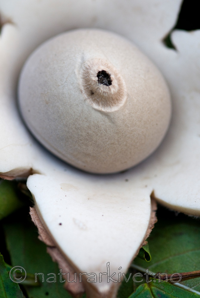 BB 09 0087 / Geastrum triplex / Prestejordstjerne