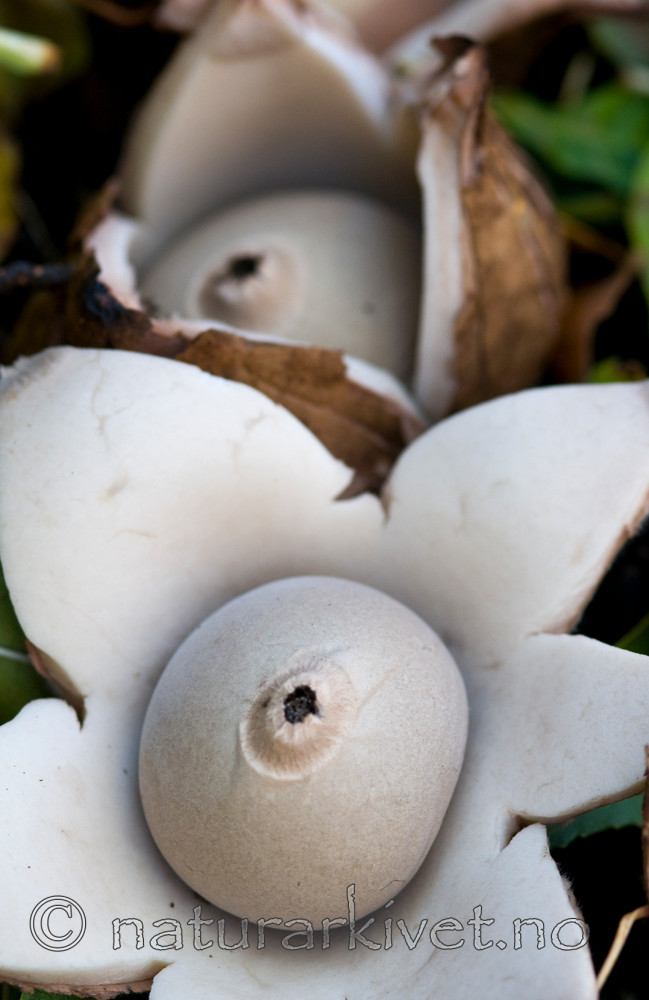 BB 09 0088 / Geastrum triplex / Prestejordstjerne