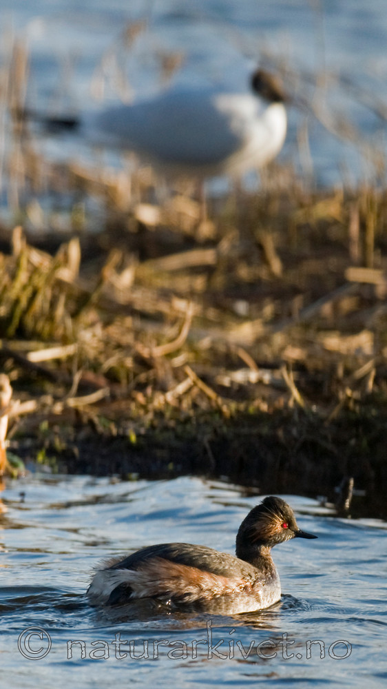 BB 09 0091 / Chroicocephalus ridibundus / Hettemåke <br /> Podiceps nigricollis / Svarthalsdykker