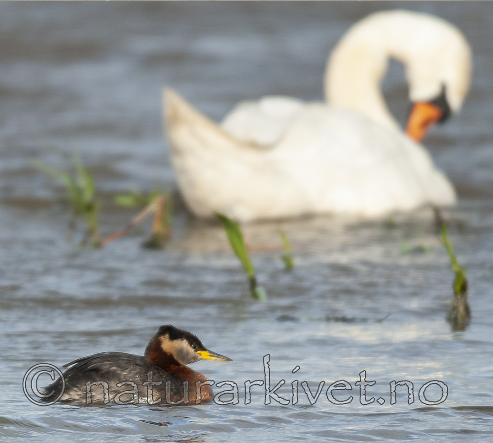 BB 09 0092 / Cygnus olor / Knoppsvane <br /> Podiceps grisegena / Gråstrupedykker