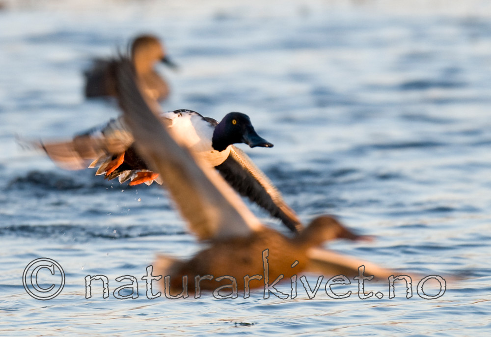 BB 09 0097 / Anas clypeata / Skjeand