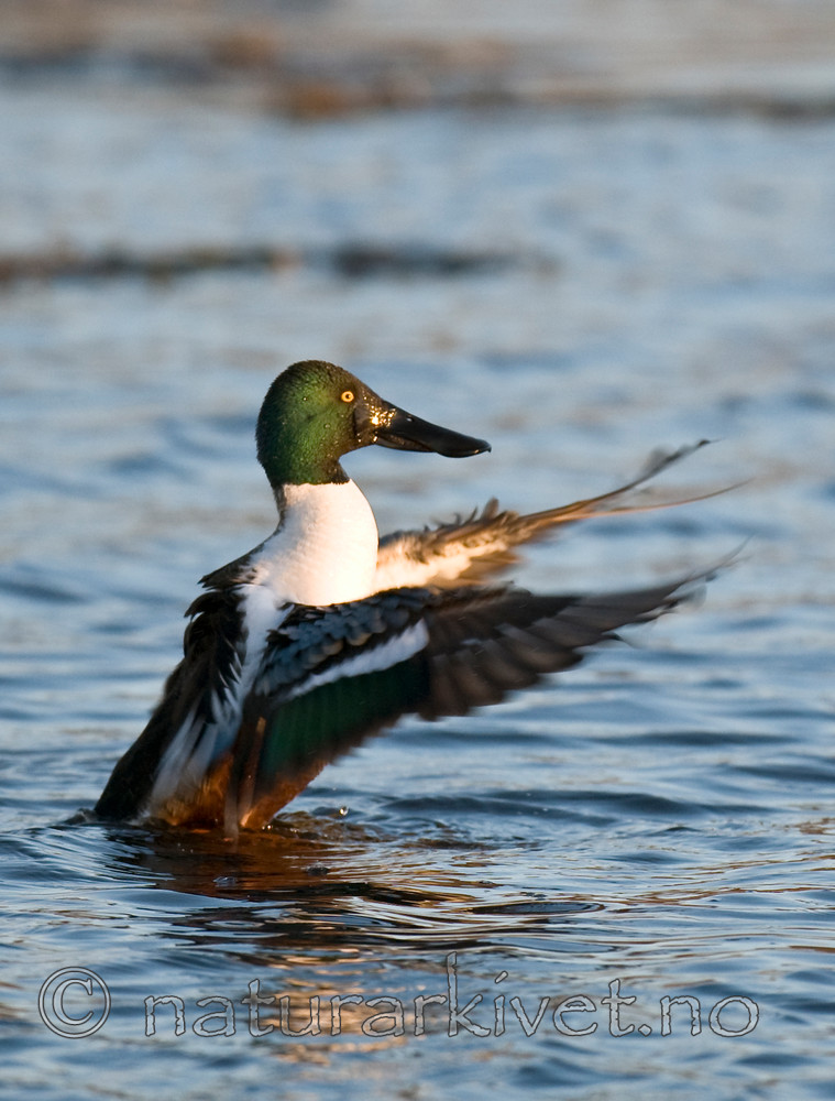 BB 09 0099 / Anas clypeata / Skjeand