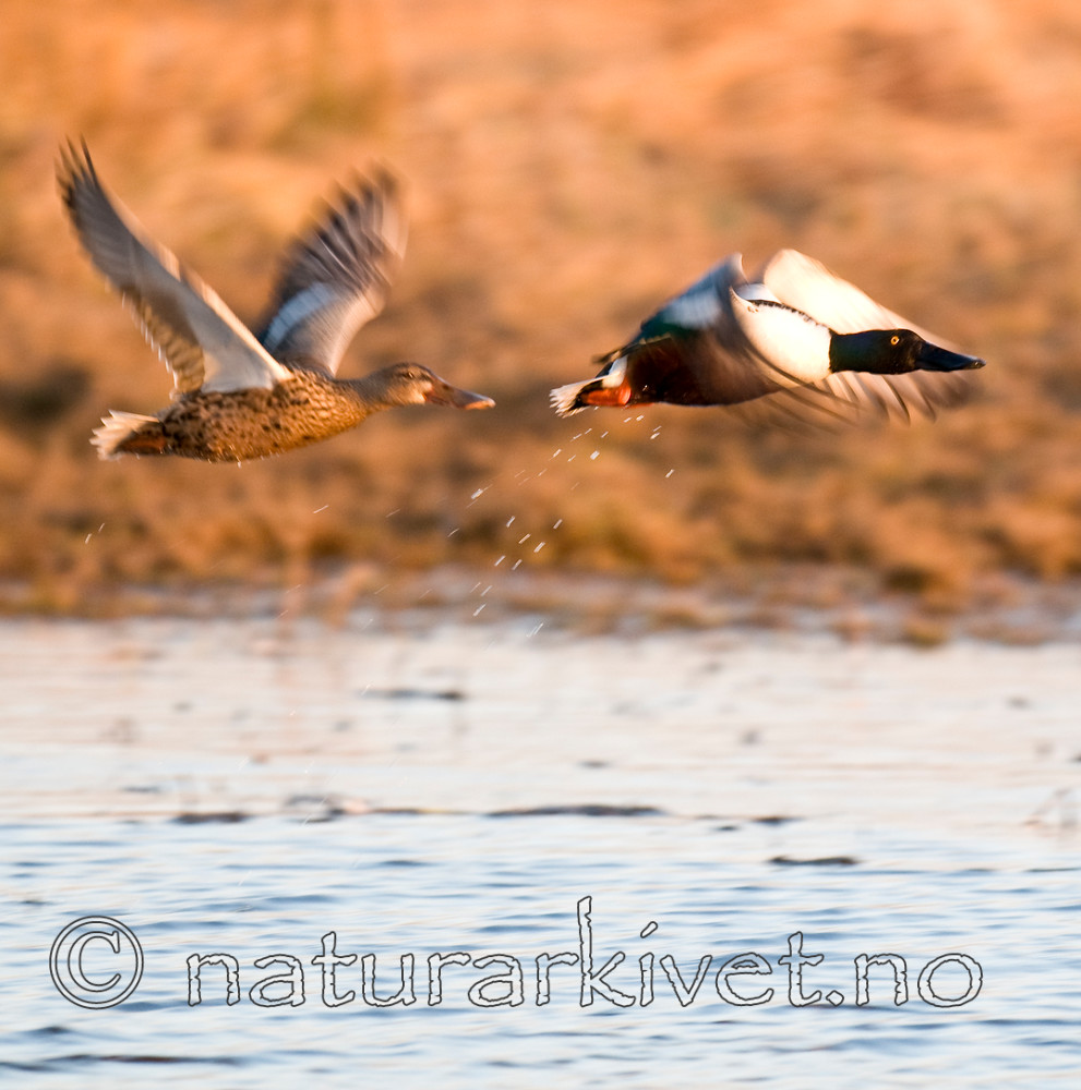 BB 09 0101 / Anas clypeata / Skjeand