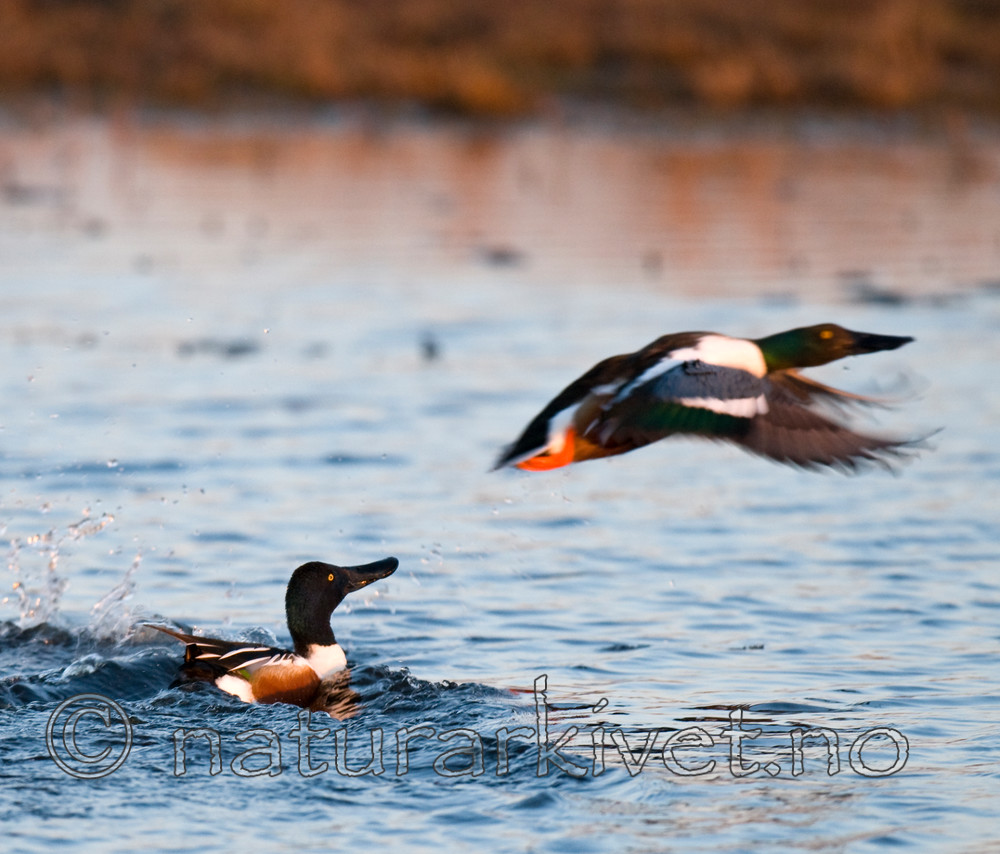 BB 09 0103 / Anas clypeata / Skjeand