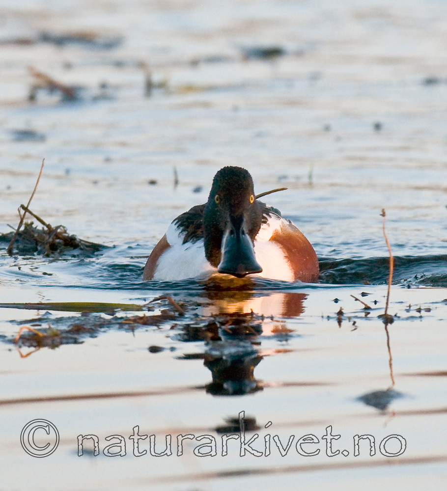 BB 09 0104 / Anas clypeata / Skjeand