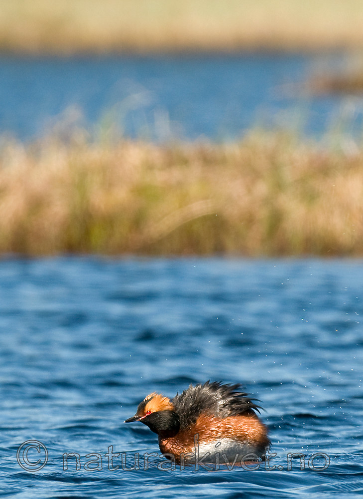BB 09 0109 / Podiceps auritus / Horndykker