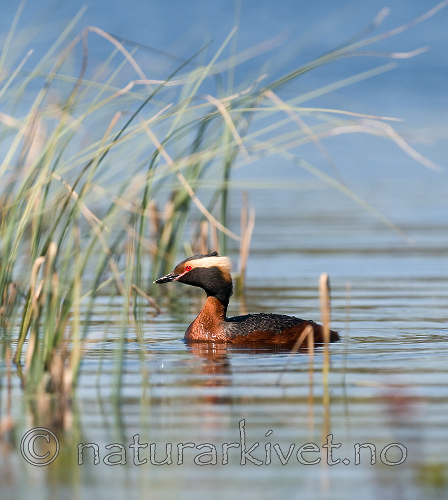 BB 09 0114 / Podiceps auritus / Horndykker
