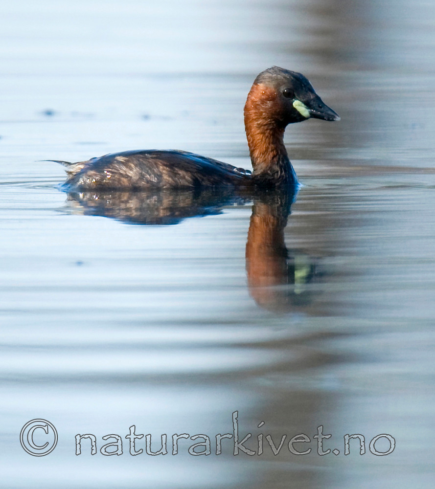 BB 09 0116 / Tachybaptus ruficollis / Dvergdykker