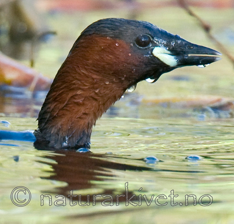 BB 09 0119 / Tachybaptus ruficollis / Dvergdykker