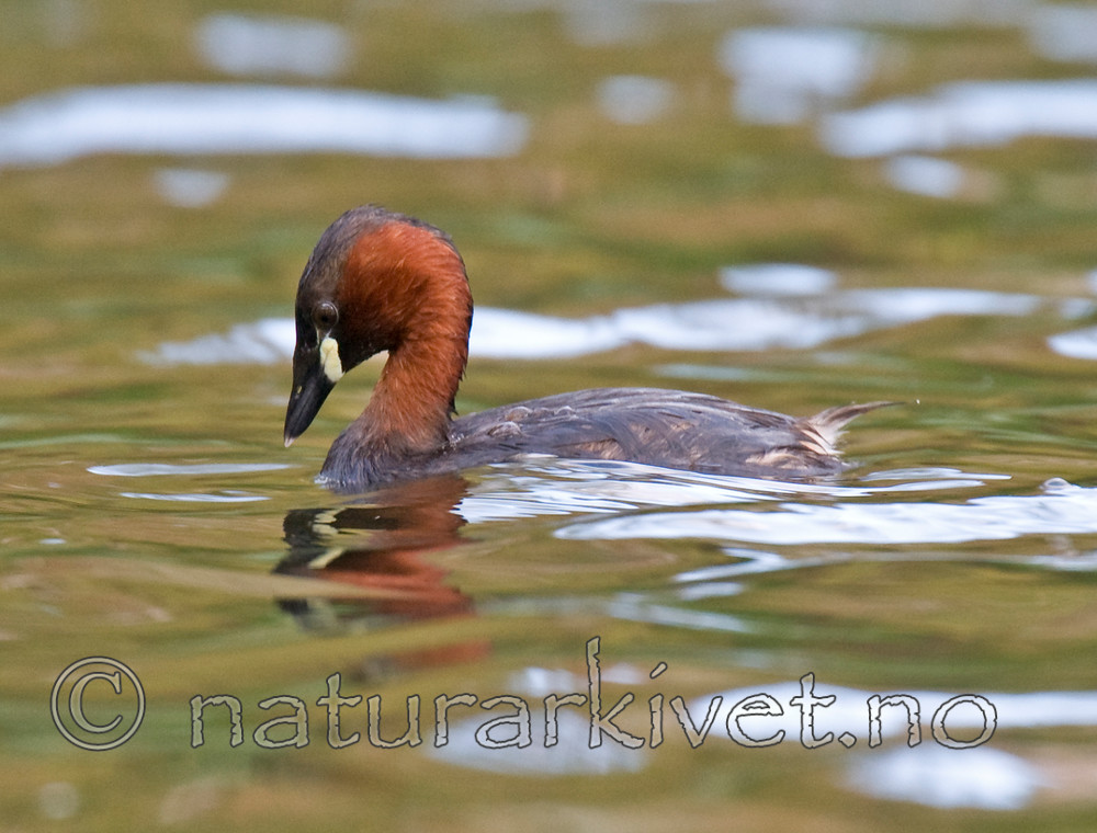 BB 09 0121 / Tachybaptus ruficollis / Dvergdykker