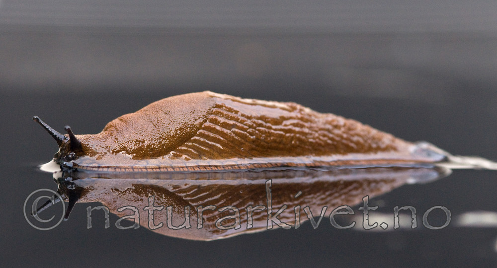 BB 09 0128 / Arion vulgaris / Brunskogsnegl