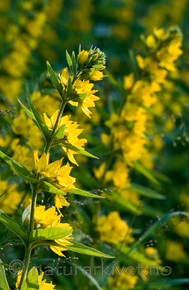 BB 09 0133 / Lysimachia punctata / Fagerfredløs