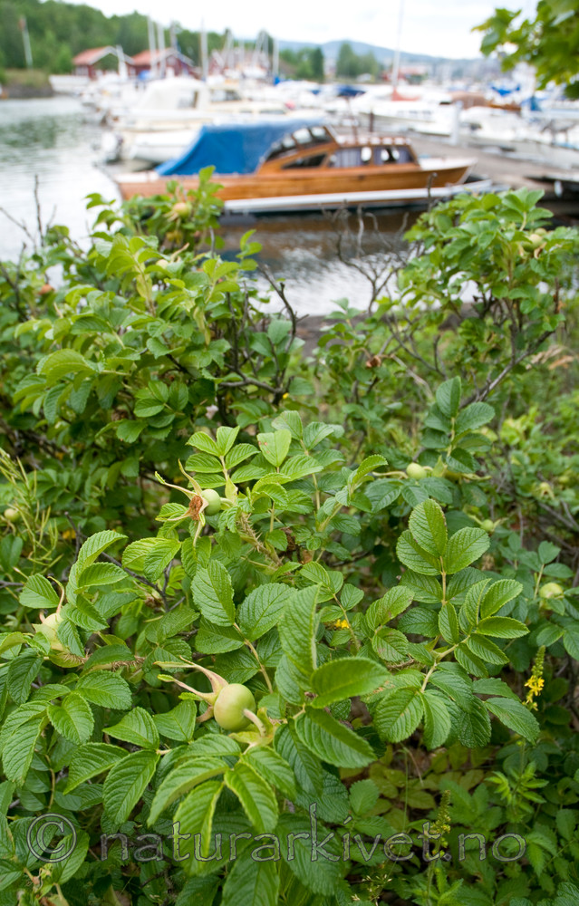 BB 09 0136 / Rosa rugosa / Rynkerose