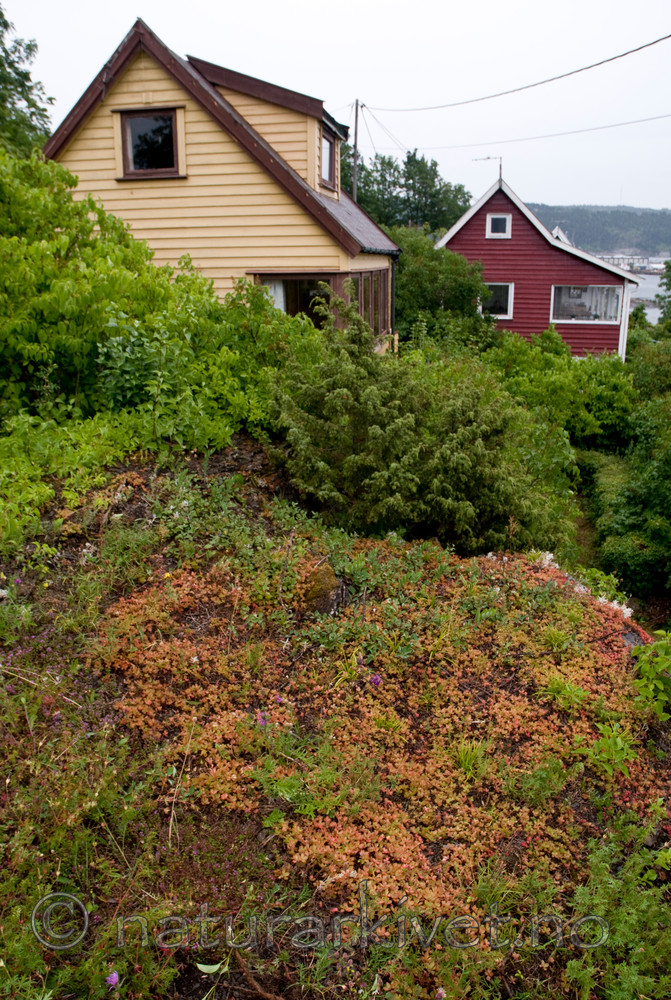 BB 09 0138 / Phedimus spurius / Gravbergknapp <br /> Syringa vulgaris / Syrin