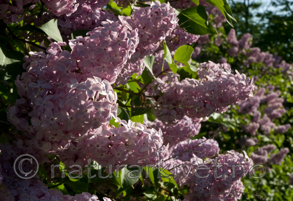BB 09 0140 / Syringa vulgaris / Syrin