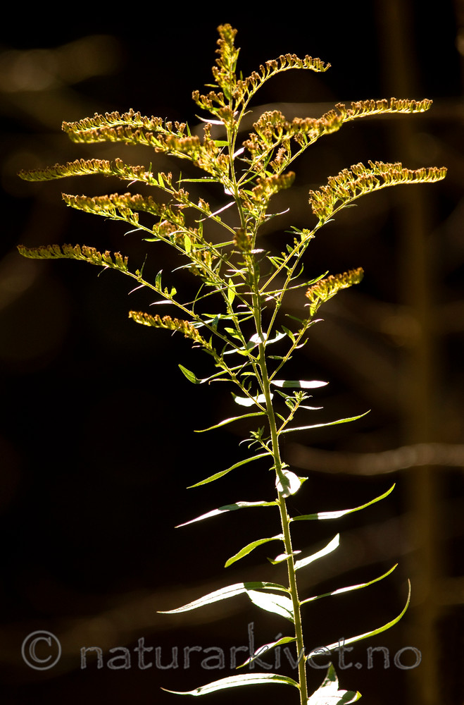 BB 09 0141 / Solidago canadensis / Kanadagullris