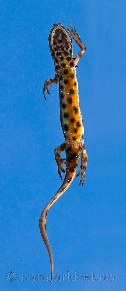 BB 09 0146 / Lissotriton vulgaris / Småsalamander