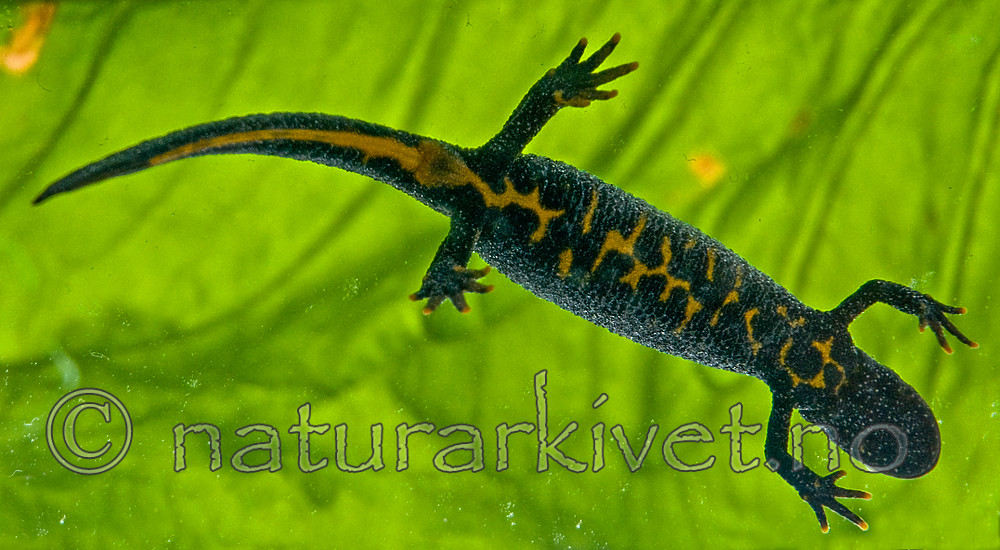 BB 09 0149 / Triturus cristatus / Storsalamander