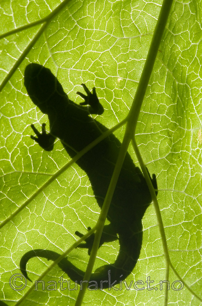 BB 09 0151 / Triturus cristatus / Storsalamander