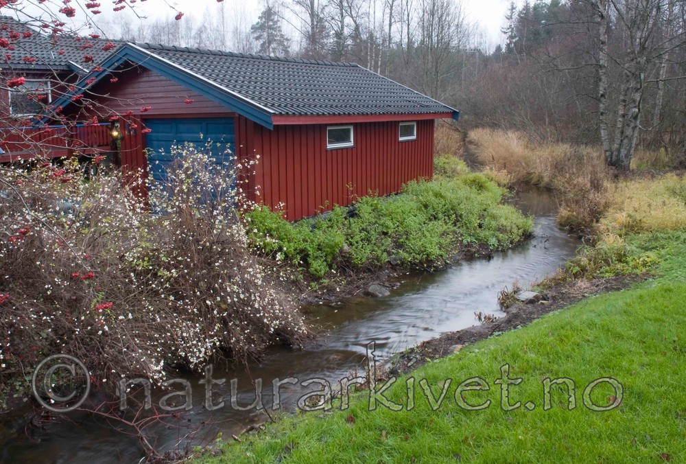 BB 09 0162 / Symphoricarpos albus / Snøbær