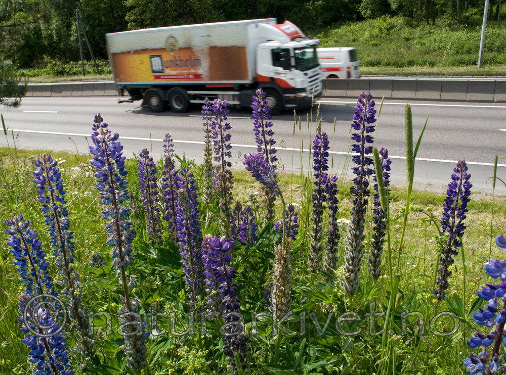 BB 09 0169 / Lupinus polyphyllus / Hagelupin