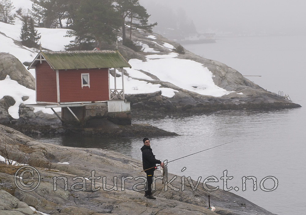 BB 09 0171 / Gadus morhua / Torsk