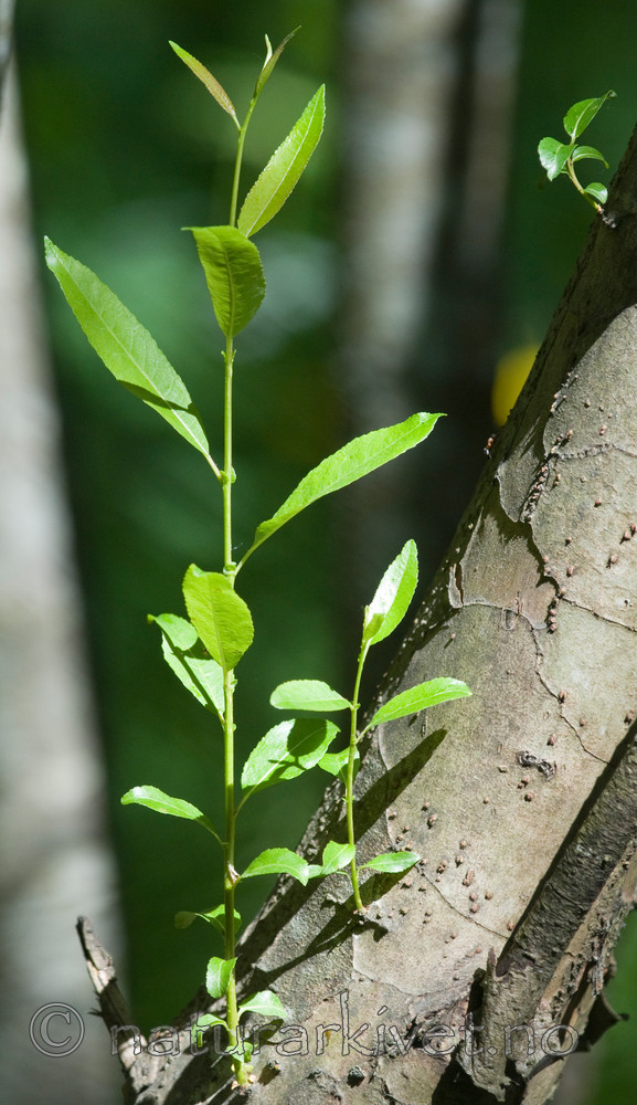 BB 09 0176 / Salix triandra / Mandelpil