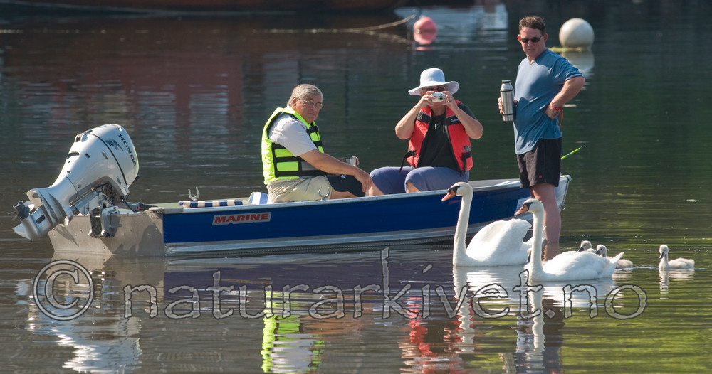 BB 09 0177 / Cygnus olor / Knoppsvane