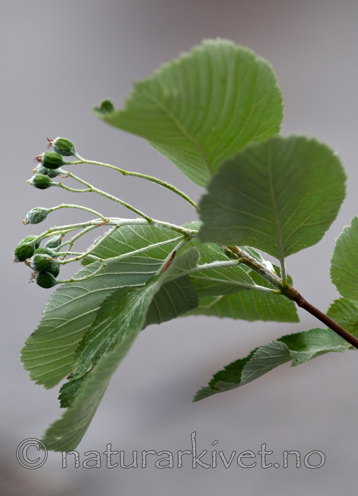 BB 09 0178 / Sorbus aria / Sølvasal