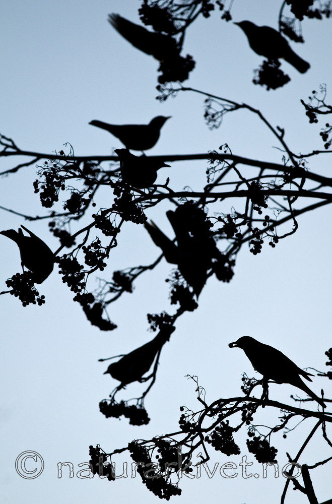 BB 09 0184 / Sorbus aucuparia / Rogn <br /> Turdus pilaris / Gråtrost