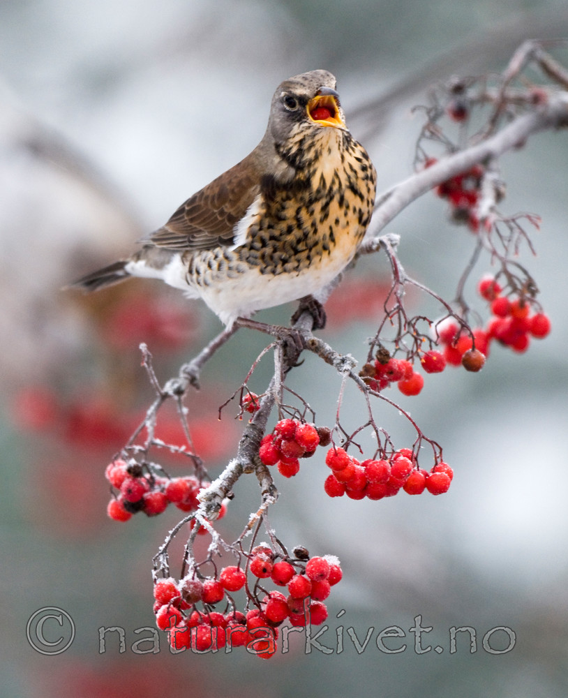 BB 09 0185 / Sorbus aucuparia / Rogn <br /> Turdus pilaris / Gråtrost