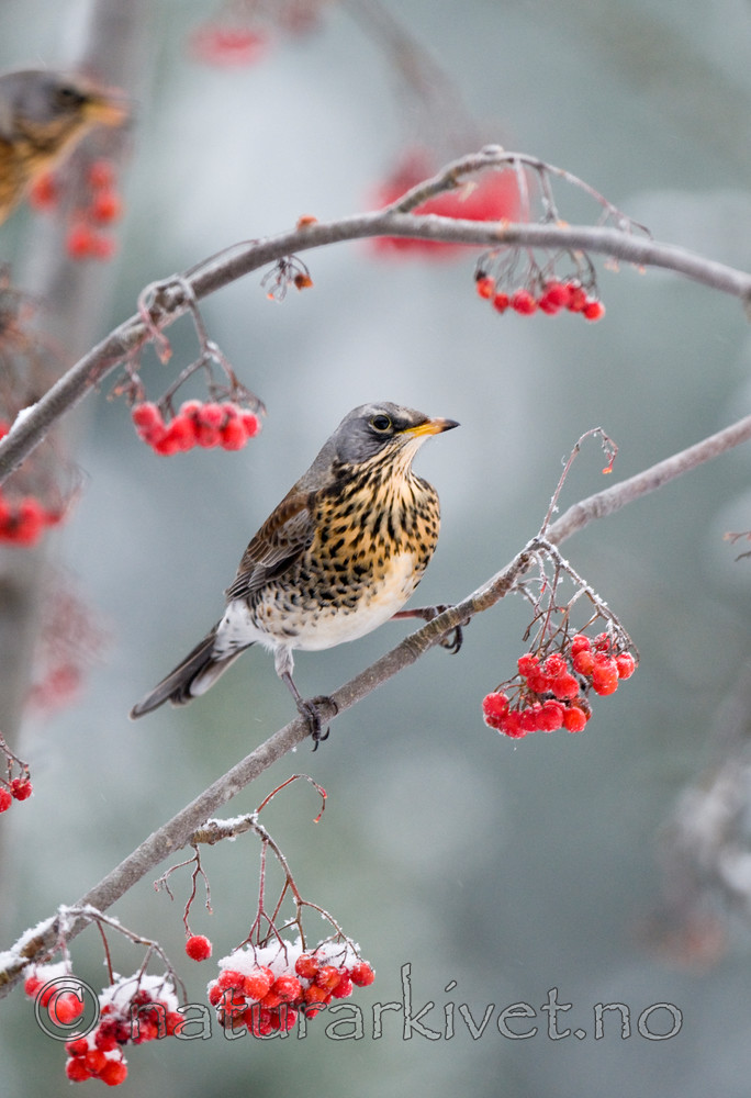 BB 09 0186 / Sorbus aucuparia / Rogn <br /> Turdus pilaris / Gråtrost