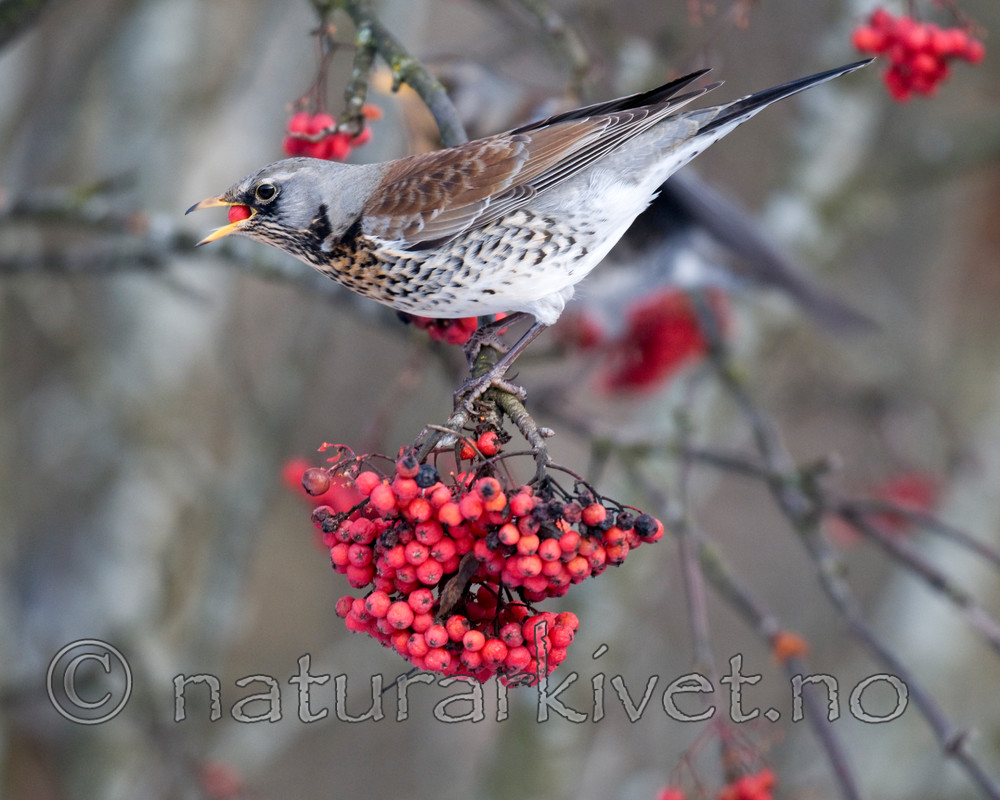 BB 09 0191 / Sorbus aucuparia / Rogn <br /> Turdus pilaris / Gråtrost
