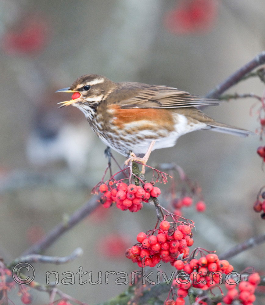 BB 09 0192 / Sorbus aucuparia / Rogn <br /> Turdus iliacus / Rødvingetrost