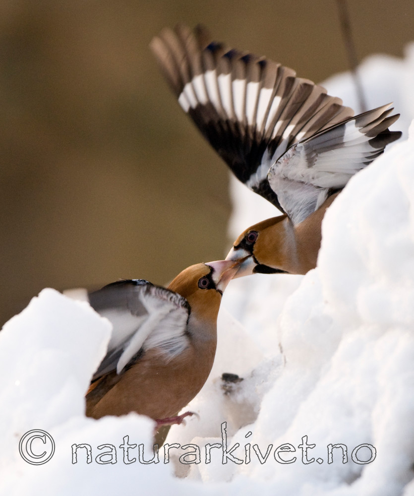BB 09 0193 / Coccothraustes coccothraustes / Kjernebiter