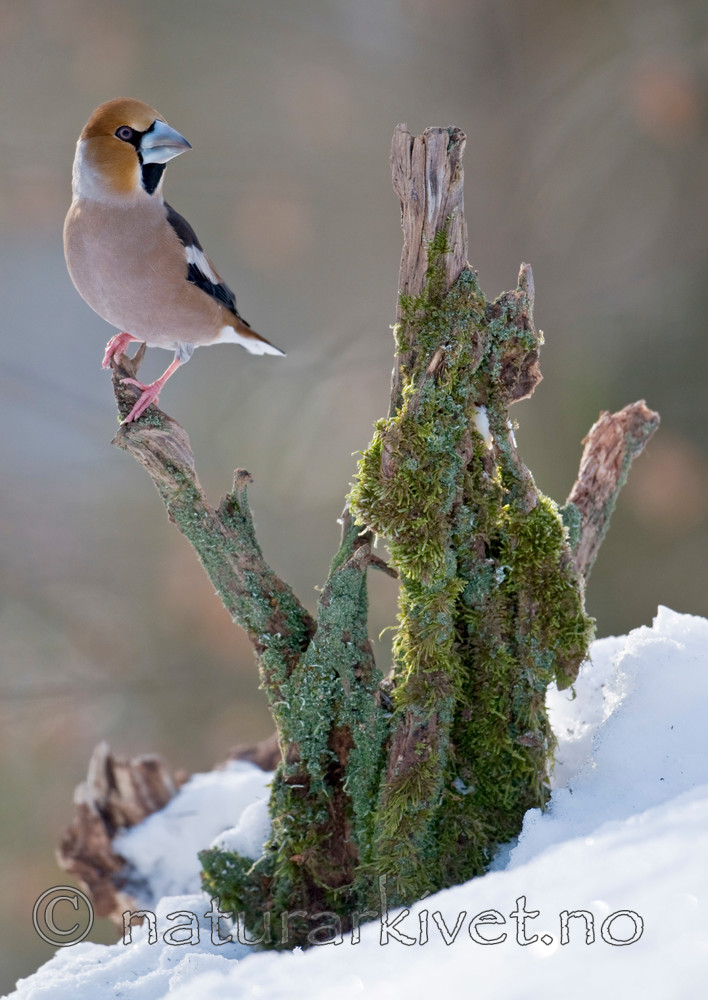 BB 09 0197 / Coccothraustes coccothraustes / Kjernebiter