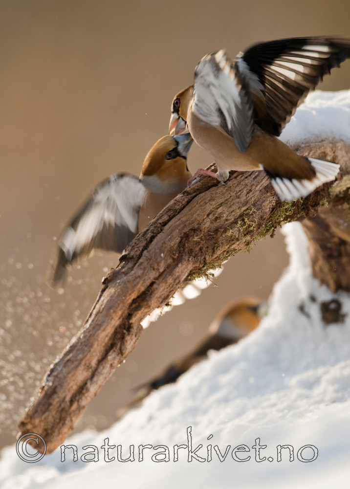 BB 09 0198 / Coccothraustes coccothraustes / Kjernebiter