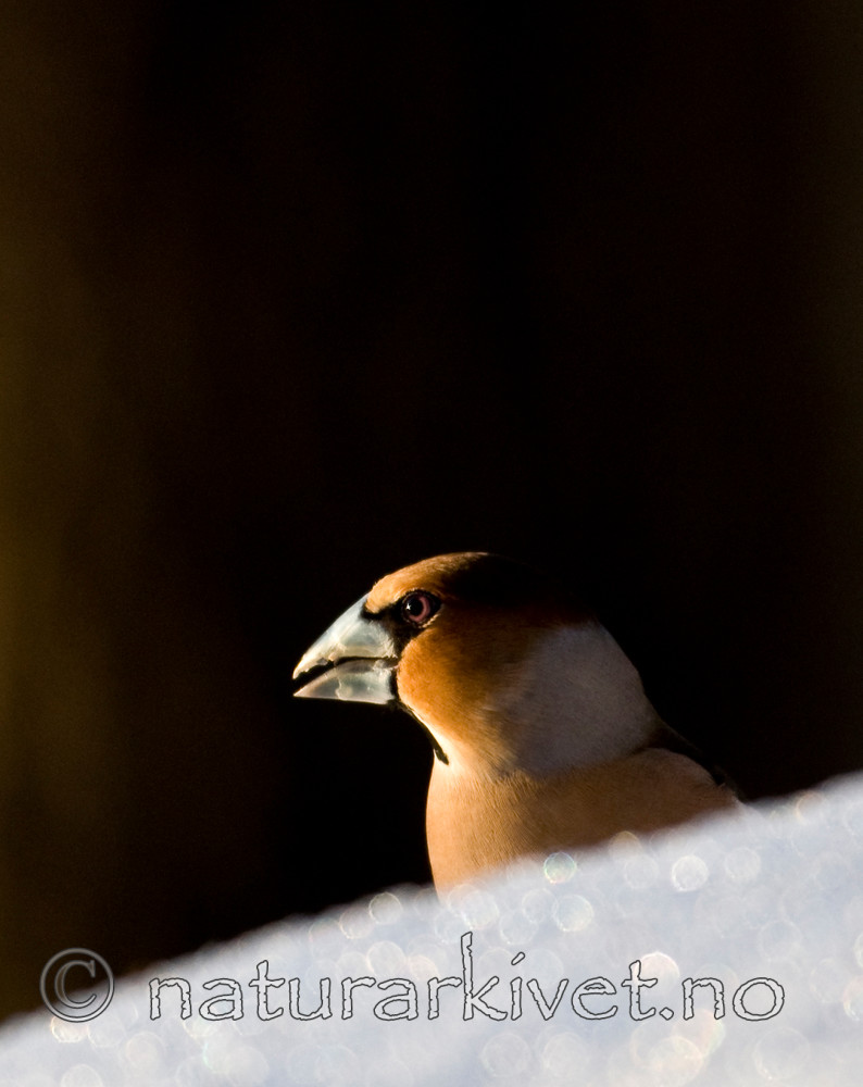 BB 09 0203 / Coccothraustes coccothraustes / Kjernebiter