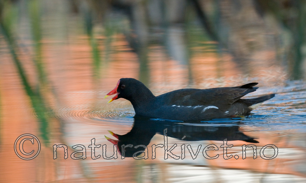 BB 09 0205 / Gallinula chloropus / Sivhøne