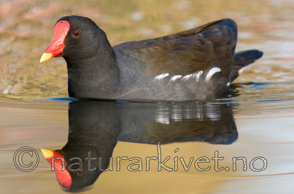 BB 09 0206 / Gallinula chloropus / Sivhøne