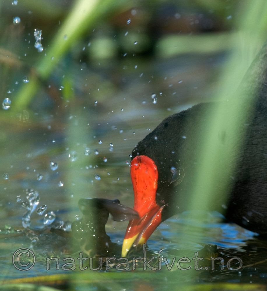 BB 09 0207 / Gallinula chloropus / Sivhøne <br /> Lissotriton vulgaris / Småsalamander