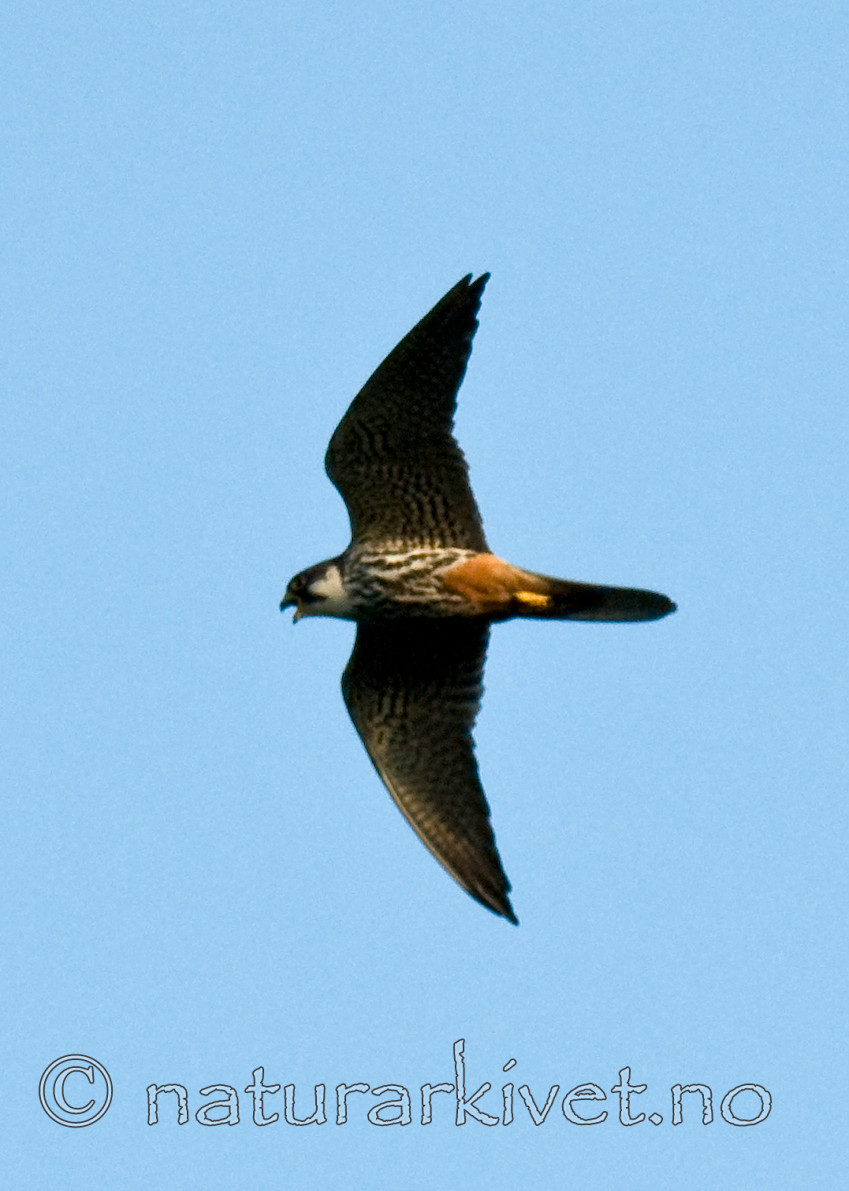 BB 09 0212 / Falco subbuteo / Lerkefalk