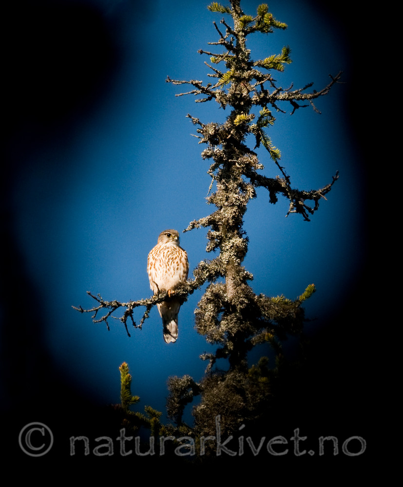 BB 09 0229 / Falco columbarius / Dvergfalk <br /> Picea abies / Gran